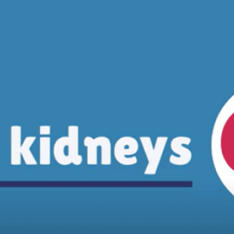 Your Kidneys